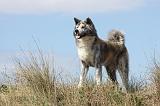 AKITA INU 197